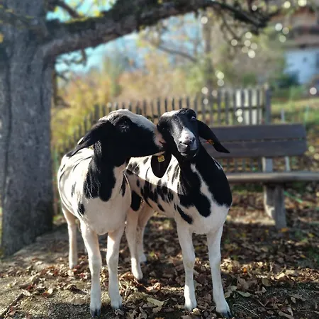 Nagellehen Apartament Flachau