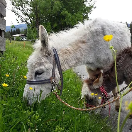 Appartement Nagellehen Flachau