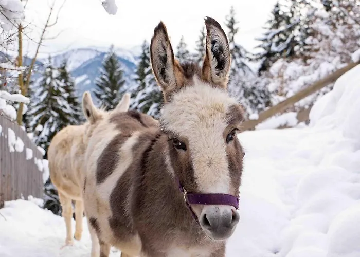 Апартаменты Nagellehen *